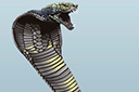 Sjablonen met dieren - Grote boze cobra