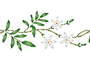 Rand sjablonen met planten - Jasmijn rand