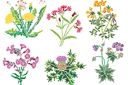 Stencils met tuin- en veldbloemen - Wilde bloemen 1