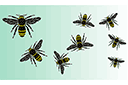 Sjablonen met dieren - Een zwerm bijen