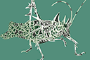 Sjablonen met dieren - Korstmos sprinkhaan