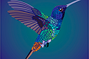 Vliegende kolibrie - sjablonen met dieren
