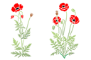Paar klaprozen 47 - stencils met tuin- en veldbloemen